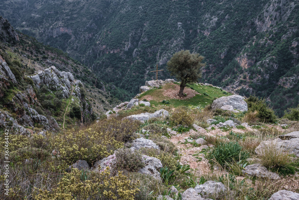 Poster single olive tree in kadisha valley also spelled as qadisha in lebanon