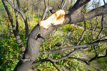 Burnt Bottle Brush Black
