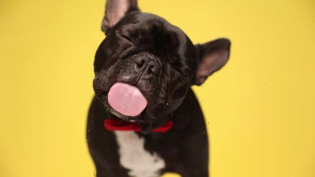 little french bulldog dog is licking the screen in front of him, wearing a red bowtie, and standing on yellow background