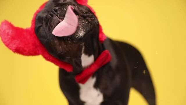 small french bulldog dog is standing against yellow background, wearing devil horns and licking the screen