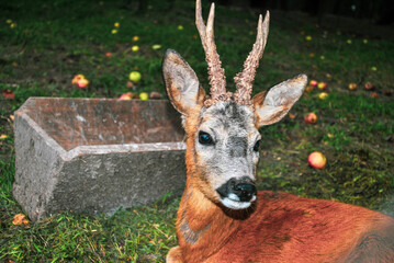 Fototapete bei efototapeten.de bestellen   