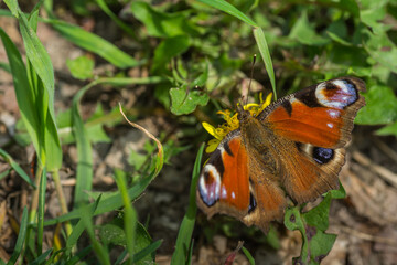 peacock butterfly on a blossom in the sun