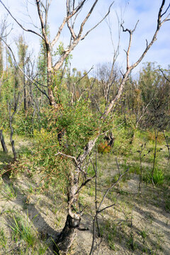 Bush Fire Regrowth