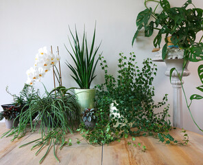 Interior with plants in living room with decorations on the table Stylish composition of home garden industrial green interior. Urban jungle interior with houseplants. Green concept.