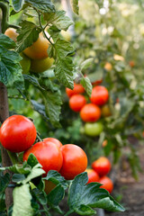 Tomatoes growing in the garden