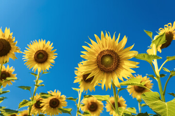 Beautiful sunflower on blue sky abstract background.