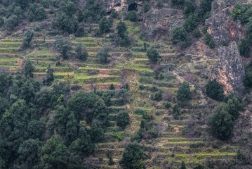 Fototapeta na wymiar Fruit trees growing on a terraces in Kadisha Valley also spelled as Qadisha in Lebanon