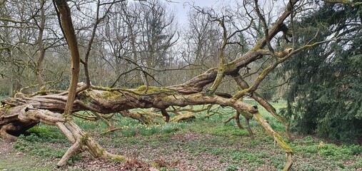Fototapeta premium Liegender Baum
