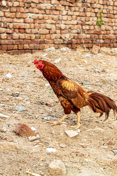 rooster in the farm. locally also known as Asil chicken