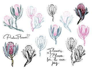 Watercolor protea illustration set. Bloom flowers quote and protea flower branch. Floral fabric, surface or t-shirt design. Cute and beautiful vector illustration on white backdrop. - obrazy, fototapety, plakaty