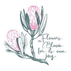 Protea t-shirt print. Bloom flowers quote and protea flower branch. Floral fabric design. Cute and beautiful watercolor vector illustration on white backdrop.