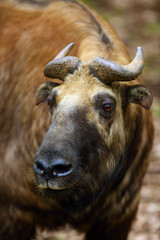 The Mishmi takin (Budorcas taxicolor taxicolor), portrait. An endangered goat-antelope portrait.