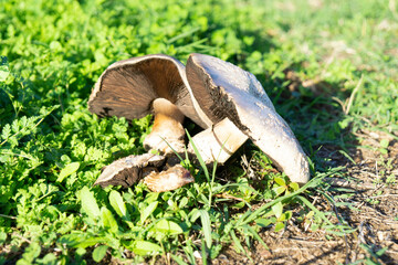 Wild Giant Mushrooms ACT