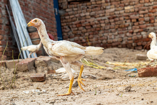 white Asil chicken chicks  in India