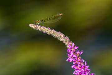 dragonfly (calopterix splendens) balanced on a plant at the water's edge
