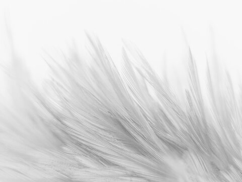 1,874,802 White Feathers Background Images, Stock Photos, 3D objects, &  Vectors