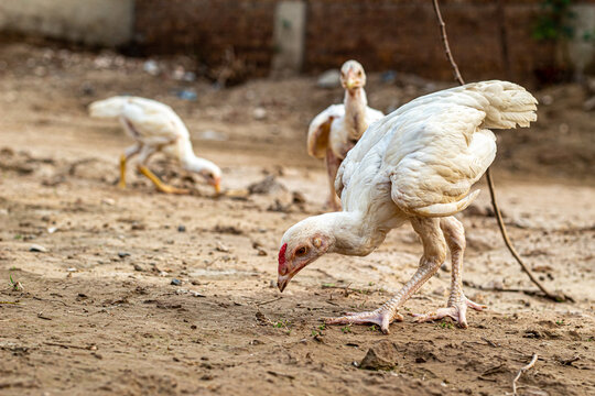 white Asil chicken chicks