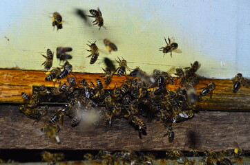 apiary, bees carry the nectar in the hives
