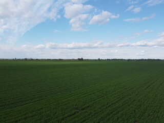 Fototapeta premium Blue sky over a green field, aerial view. Farmland landscape.