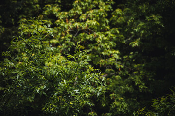 Fototapeta na wymiar Trees and leaves