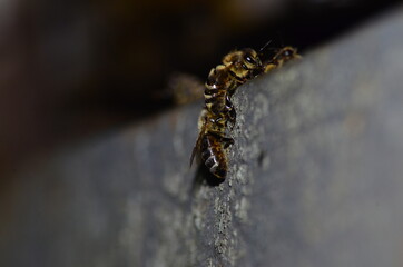 apiary, bees carry the nectar in the hives