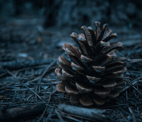 pine cone on the ground