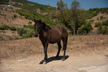 Free horses grazing on a pasture above the sea