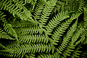 Green wild  fern leaves natural background