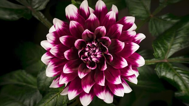 4K Time lapse of blooming Flower. Beautiful Dahlia opening up. Timelapse of growing blossom big flower on green leaves background. Top view.