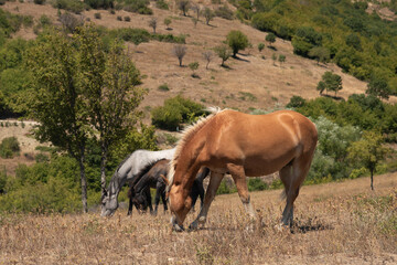 Free horses grazing on a pasture above the sea