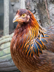 young hen portrait