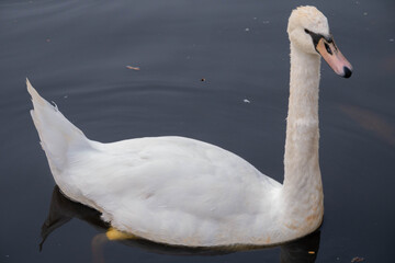 A curious swan female swims up in silvery water lined with stone to the shore