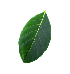 Fototapeta na wymiar Jackfruit leaves on white background