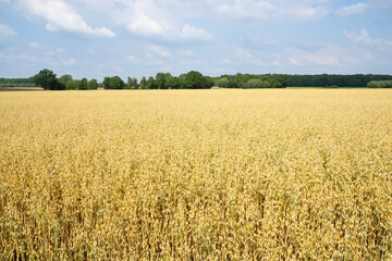 Deutschland, Nordrhein-Westfalen, Feld mit Hafer (Avena)