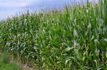 Corn field (Maize, Zea mays ssp. mays) in garden