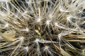 Dmuchawce © Izabela