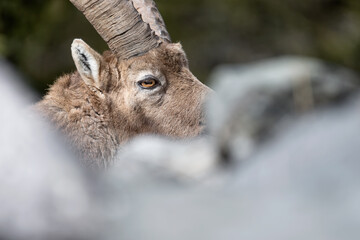 Extreme close up of Ibex mountain among the rocks (Capra ibex)