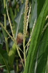 Corn field (Maize, Zea mays ssp. mays) in garden