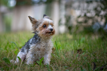 Terrier plays on the grass in the park. Close-up photographed.
