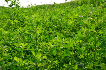 Alfalfa, also called lucerne and called Medicago sativa in binomial nomenclature, is a perennial flowering plant in the legume family Fabaceae.