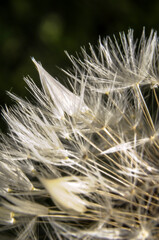 Dmuchawce © Izabela