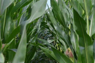 Fototapeta premium Corn field (Maize, Zea mays ssp. mays) in garden