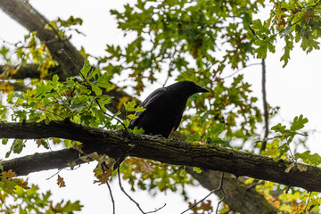 Crow stay on branch in park
