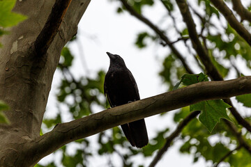 Crow stay on branch in park