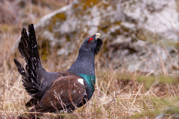 Tetrao urogallus in wild nature in spruce forest, western capercaillie rare bird male . Sunny singing of a big black bird. Capercaillie protected by law extremely rare species