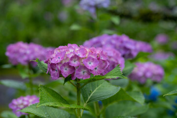 綺麗な紫陽花　　紫色