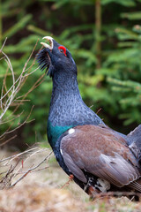 Close up western capercaillie (Tetrao urogallus). The largest member of the grouse family.