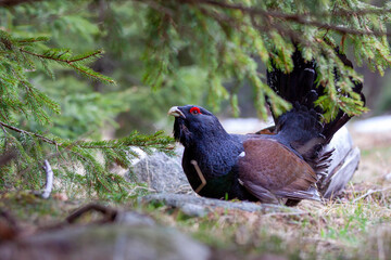 Tetrao urogallus in wild nature in spruce forest, western capercaillie rare bird male . Sunny singing of a big black bird. Capercaillie protected by law extremely rare species