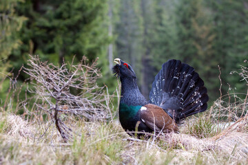 Tetrao urogallus in wild nature in spruce forest, western capercaillie rare bird male . Sunny...