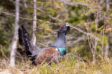 Tetrao urogallus in wild nature in spruce forest, western capercaillie rare bird male . Sunny singing of a big black bird. Capercaillie protected by law extremely rare species